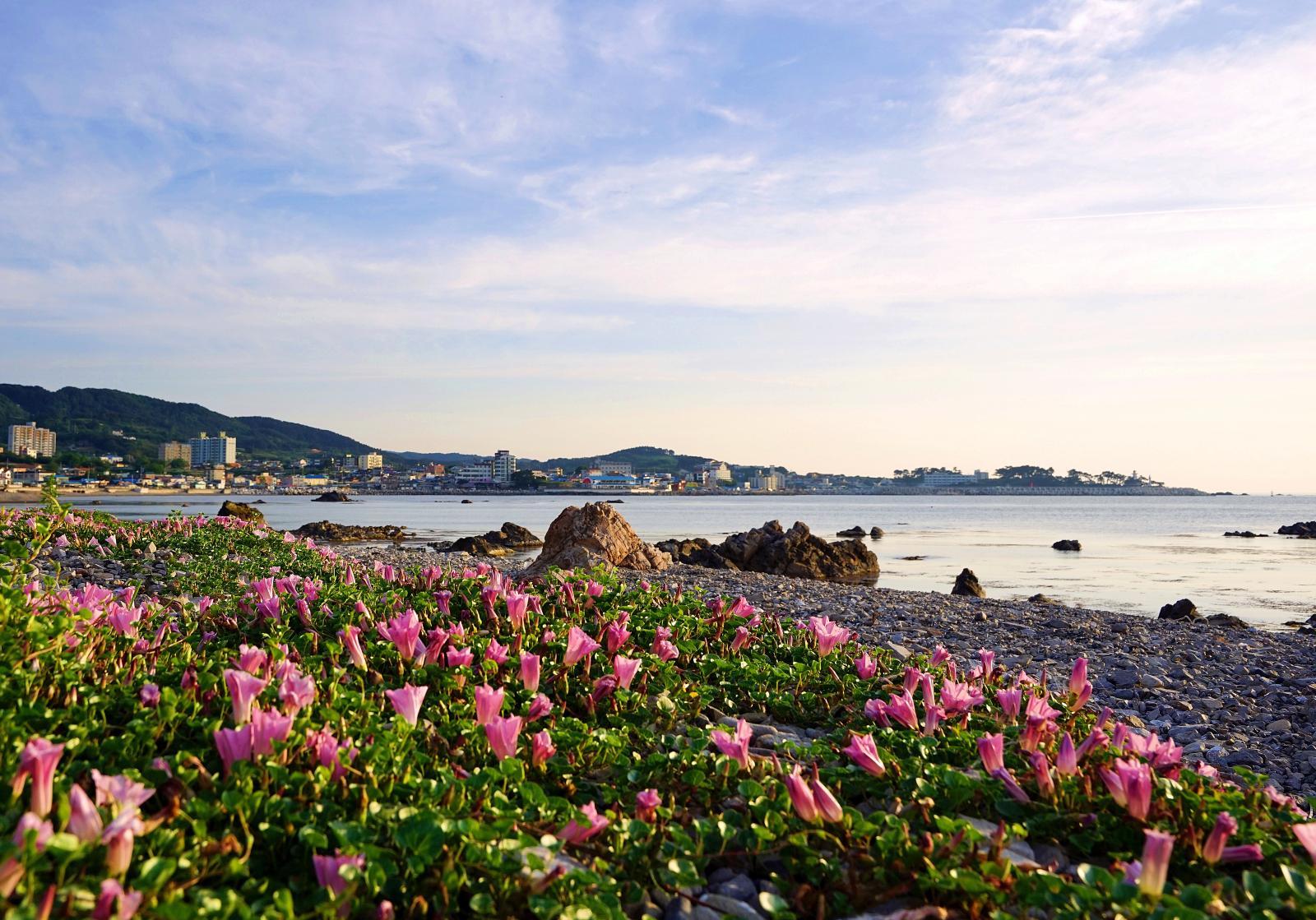 겟메꽃핀 바닷가_김상준(특별)
